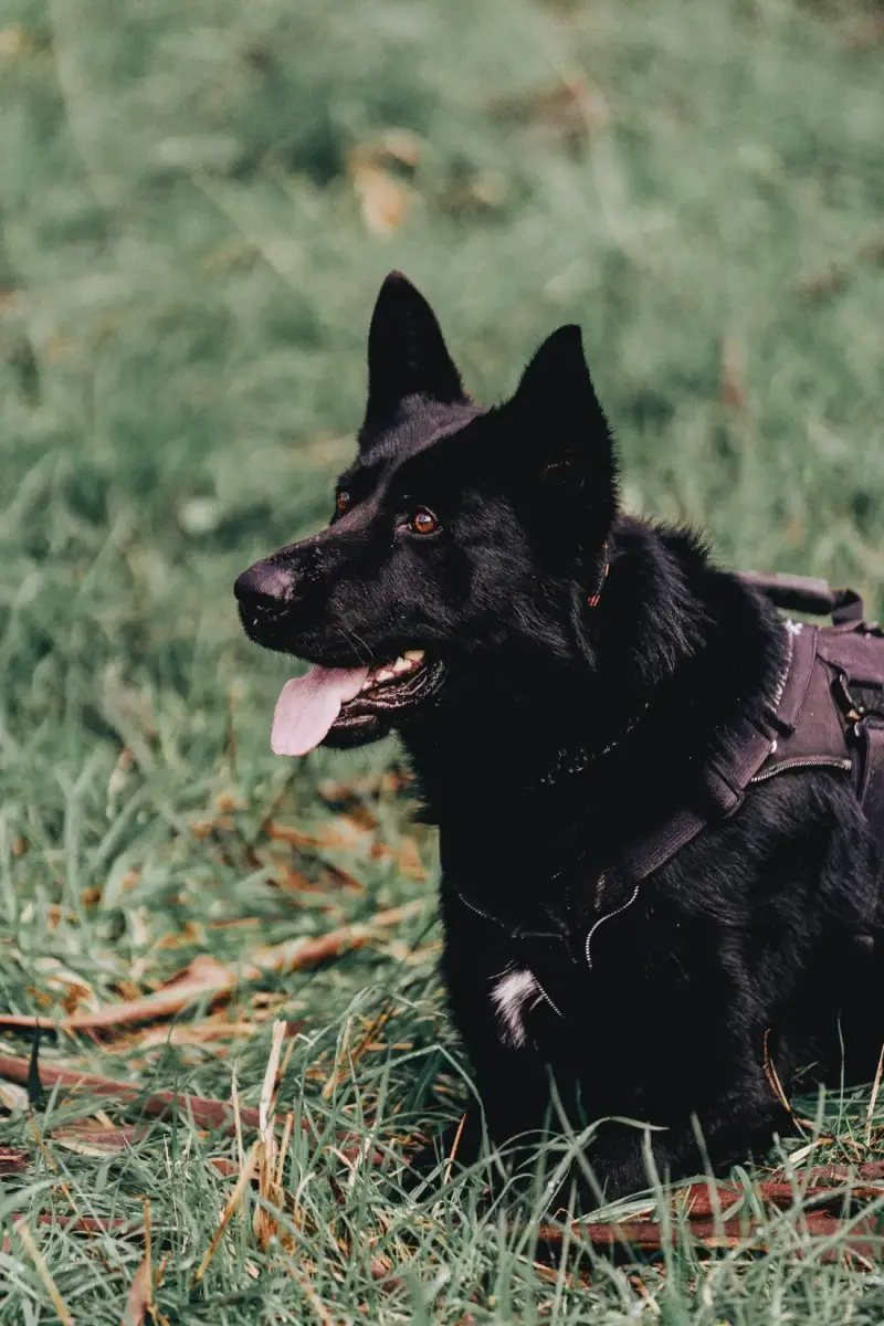 Atilla, a black German Shepherd from TYR Protection Dogs