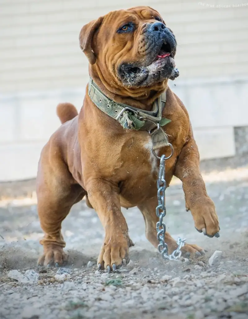 Tarzan, a working Boerboel from Elite Boerboels