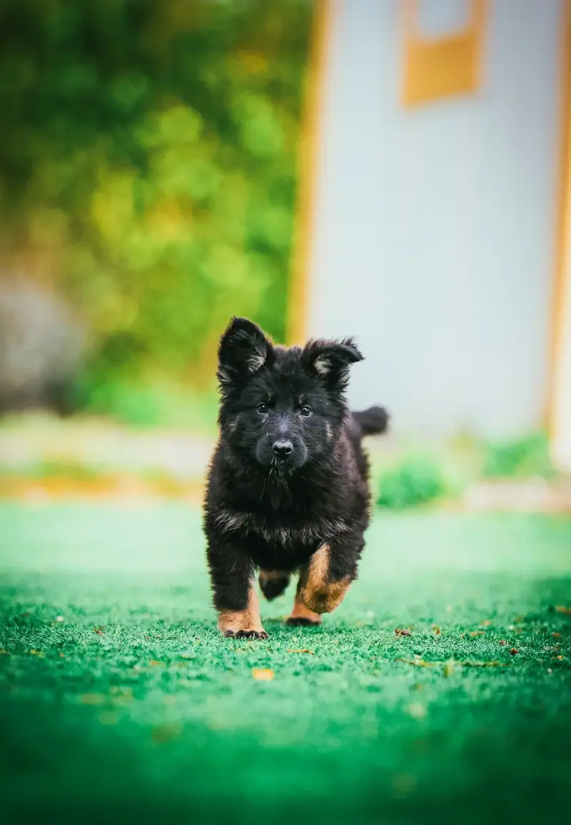 Working-line German Shepherd puppy from Von Tyrwald